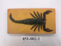 藏品(古節肢動物模型)的圖片